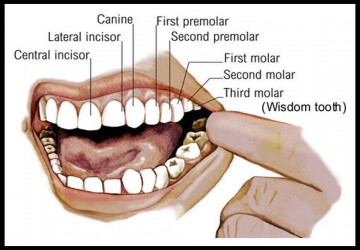 آناتومی دندان-موقعیت و سن رویش دندان